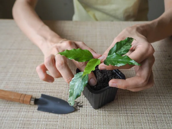 Plantation de plants germés. Planter . — Photo