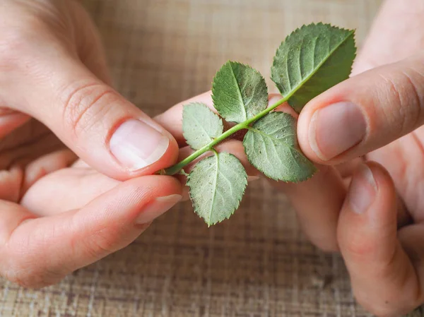 Spider mites on the roses. Diseases of plants. — Stock Image Spider mites on the roses. Diseases of plants. Stock Picture
