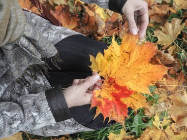 Parkta paltolu güzel kadın akçaağaç yaprakları toplar. Sonbahar toplama kadın bırakır.