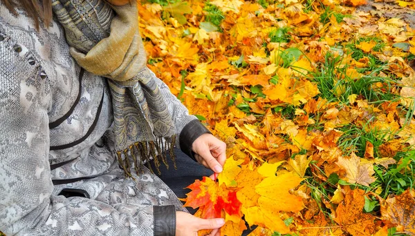 Beautiful woman in coat in the Park collects maple leaves. Woman collecting autumn leaves. — Stock Photo, Image