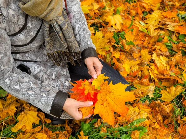 Mooie vrouw in de vacht in het Park verzamelt esdoorn bladeren. Vrouw verzamelen herfst bladeren. — Stockfoto