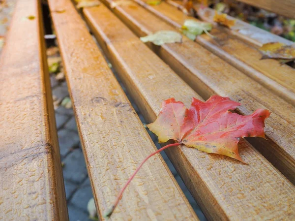 Panchina di autunno nella città con le foglie cadute . — Foto Stock