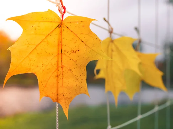 Herfstblad op de grid. Het concept van de herfst. — Stockfoto