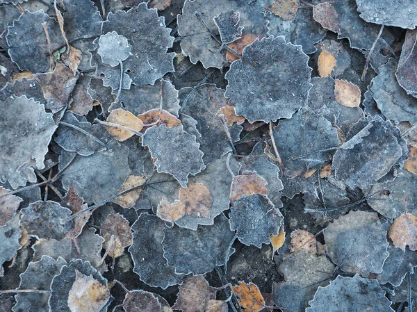 Sfondo con vecchie foglie autunnali . — Foto Stock