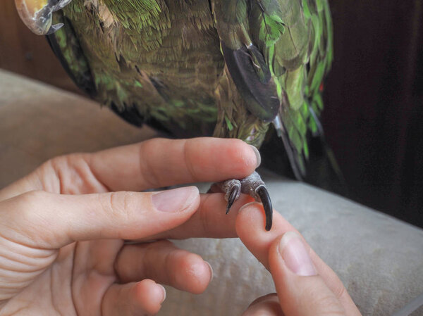 Маникюрный попугай. Здоровые когти птицы
.