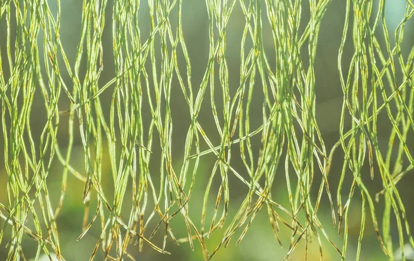 Achtergrond met gras, de vorst en de zon. Abstract kleurrijk onscherpe achtergrond. — Stockfoto