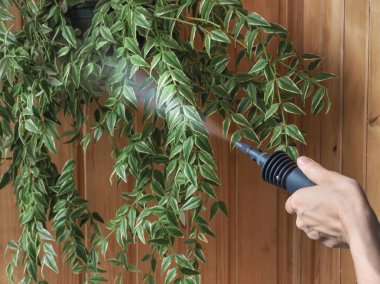 Temizleme tesisleri jeneratör Buhar. Antiparaziter tedavi. Parazitler bitkilerden korunması.