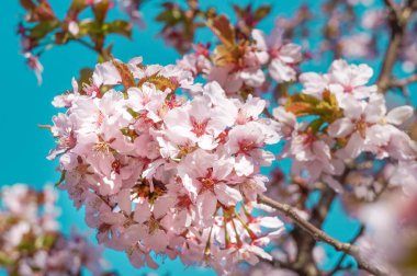 Güneşli bahar çiçeği ile arka plan. Vintage.