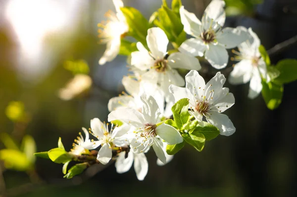 Jarní Slunečné Pozadí Květem Ročník — Stock fotografie