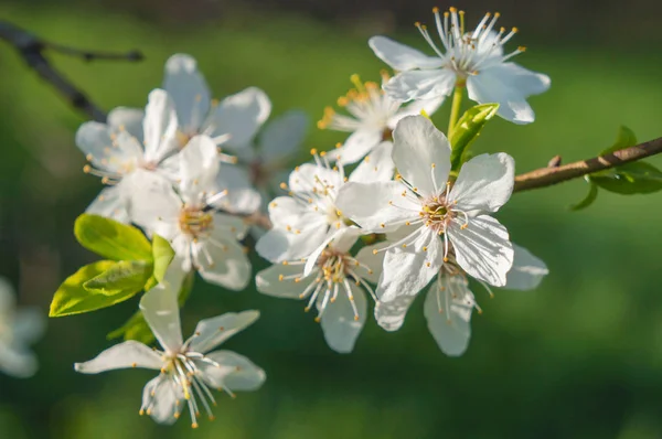 Jarní Slunečné Pozadí Květem Ročník — Stock fotografie