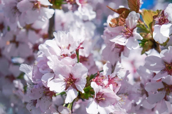 Sunny Spring Background Blossom Vintage — Stock Photo, Image