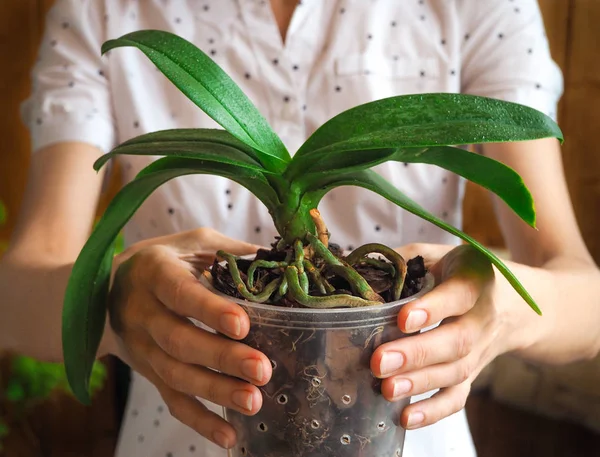 Transzplantációs Orchideák Egészséges Növény Gyökere Átültetést Növények Szezonális — Stock Fotó