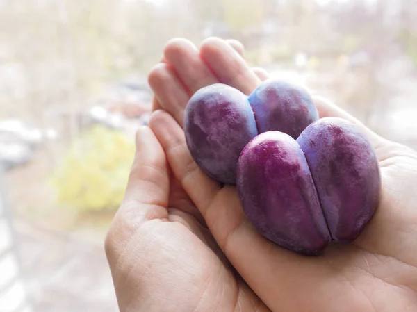 Prugna Forma Cuore Nelle Mani Delle Donne — Foto Stock