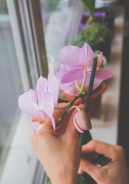 İç mekan bitkileri yetiştiriciliği. Kadın bahçıvan antoryum çiçek tutar.