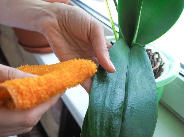 Orquídeas Cuidado Vegetal Tratamiento Las Plantas Contra Los Parásitos — Foto de Stock