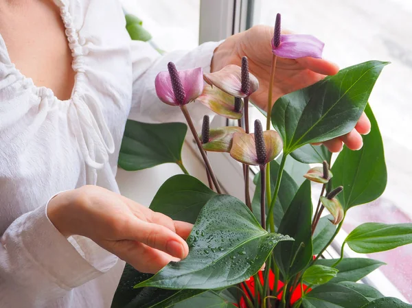 Criação Plantas Interior Jardineiro Feminino Mantém Flor Antúrio — Fotografia de Stock