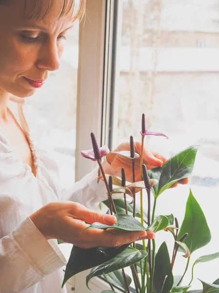 Cría Plantas Interior Jardinero Femenino Mantiene Flor Anturio — Foto de Stock