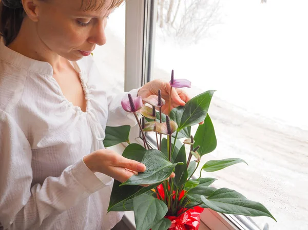 Cría Plantas Interior Jardinero Femenino Mantiene Flor Anturio — Foto de Stock