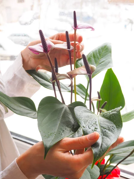 Cría Plantas Interior Jardinero Femenino Mantiene Flor Anturio — Foto de Stock