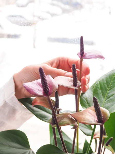 Tenyésztés Szobanövények Női Kertész Tartja Anthurium Virág — Stock Fotó