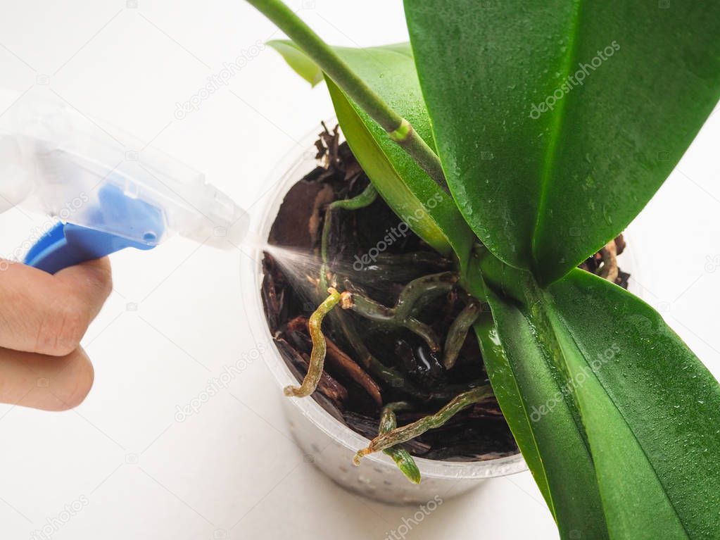 Plant care orchids. Treatment of plants against parasites. 
