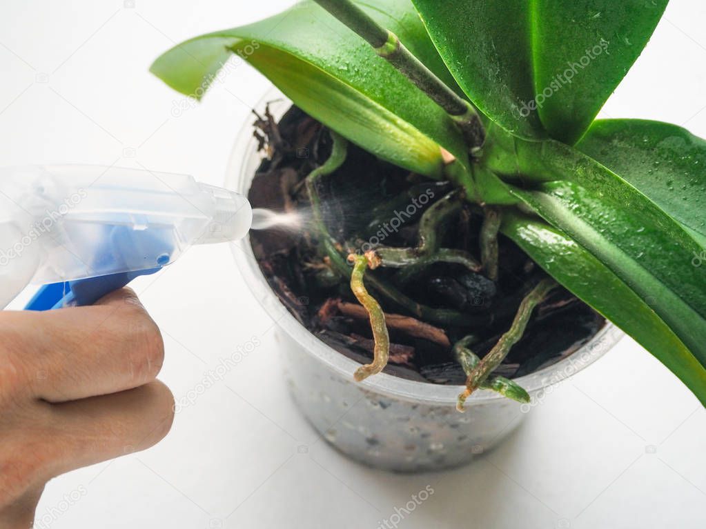 Plant care orchids. Treatment of plants against parasites. 
