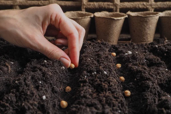 Fondo Con Macetas Turba Suelo Trabajos Plantación Primavera Plantando Semillas —  Fotos de Stock