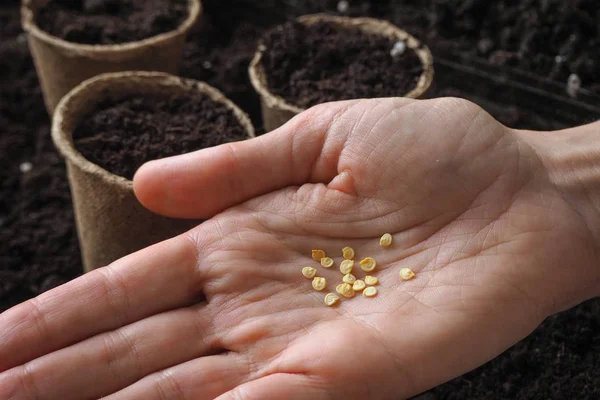 Background Peat Pots Ground Spring Planting Work Planting Seeds Spring — Stock Photo, Image