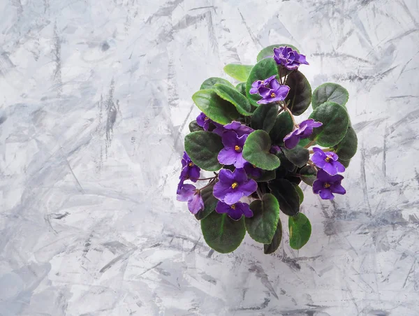 Vista superior de una flor en maceta. Violeta sobre fondo gris . — Foto de Stock
