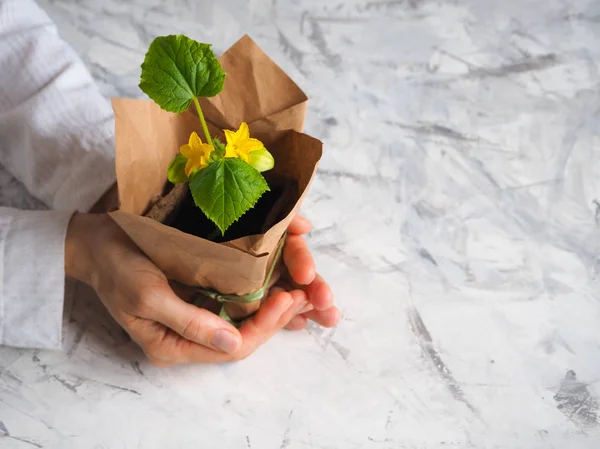 Pepino con flores en una caja de regalo. Maceta de plantas con flores como regalo . — Foto de Stock