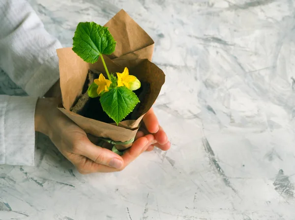 Pepino con flores en una caja de regalo. Maceta de plantas con flores como regalo . — Foto de Stock