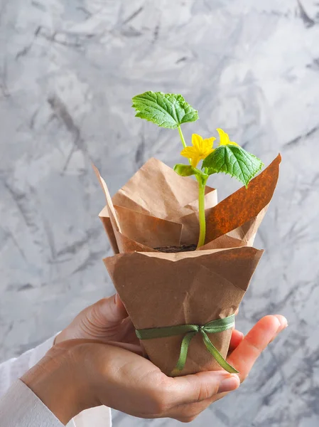 Pepino floreciente. Regalo flor en una olla en sus manos . — Foto de Stock