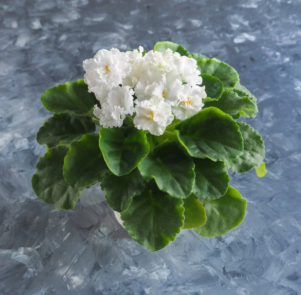 Violeta blanca en una olla sobre una mesa gris . — Foto de Stock