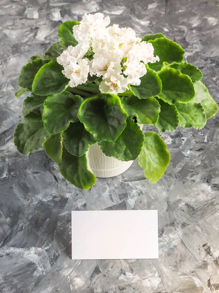 Tarjeta de visita y flor en maceta sobre fondo gris . — Foto de Stock