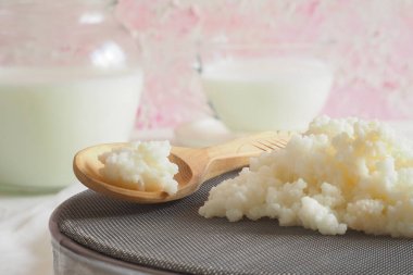 Tibet süt mantar. Organik probiyotik süt kefir taneleri. Sağlıklı bir diyet ve bağışıklık sisteminin güçlendirilmesi kavramı.