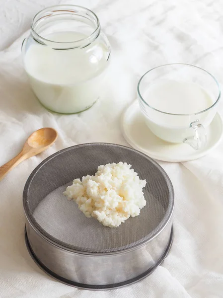 Cogumelo de leite tibetano. Grãos de kefir de leite probiótico orgânico. O conceito de uma dieta saudável e fortalecimento do sistema imunológico . — Fotografia de Stock