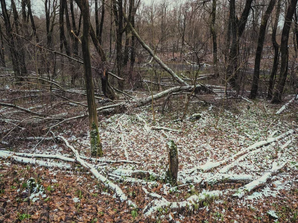 Paysage forestier hivernal avec arbres cassés . — Photo