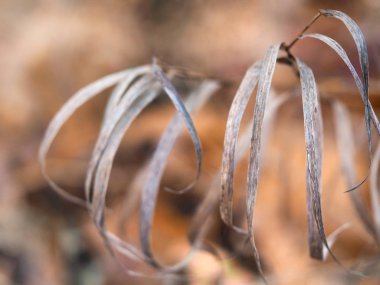 Kuru otların seçici yumuşak odağı. 