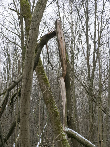 Paysage forestier hivernal avec arbres cassés . — Photo
