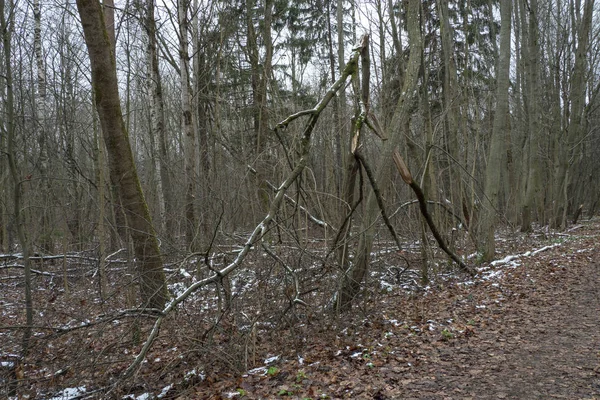 Зимовий лісовий пейзаж з розбитими деревами . — стокове фото