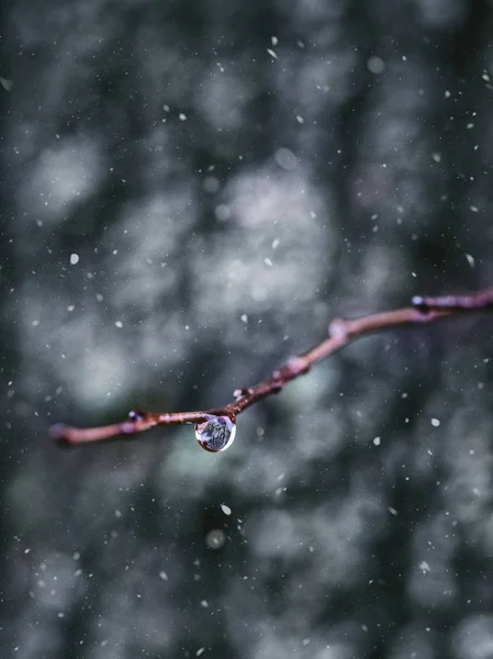 Uma gota de água em um ramo durante uma queda de neve — Fotografia de Stock