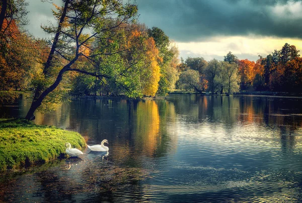 Jesienny krajobraz z parą łabędzi na jeziorze — Zdjęcie stockowe