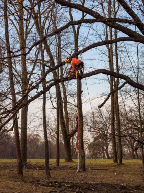 Şehir parkı hizmetinde mevsimlik ağaç budama