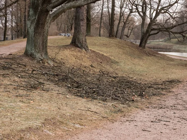 Taille saisonnière des arbres dans le parc municipal — Photo