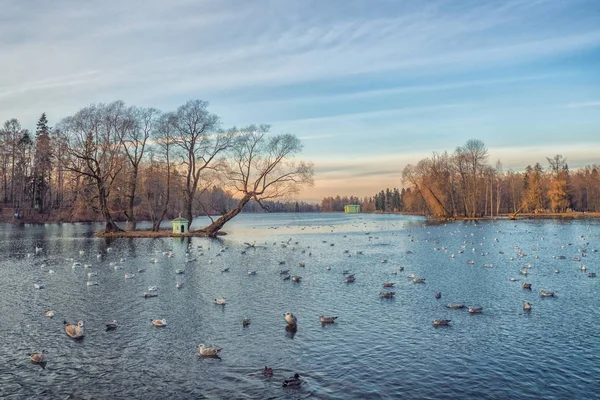 Atardecer paisaje de invierno con lago y gaviotas —  Fotos de Stock