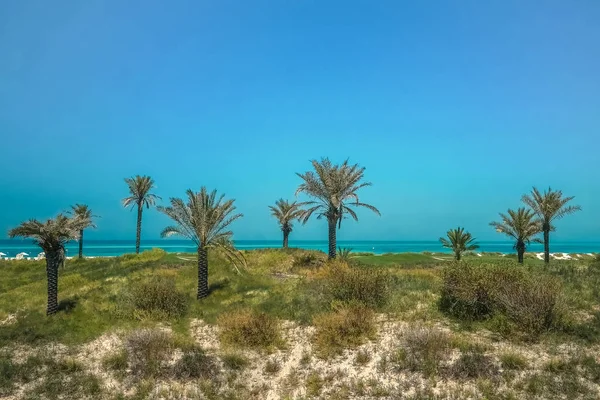 Oasis ecológico en la costa de la isla de Saadiyat — Foto de Stock