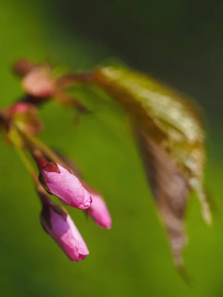 Flores de cereja florescentes em um fundo natural verde na primavera . — Fotografia de Stock