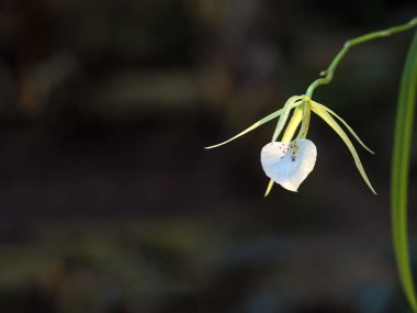 Nadir bulunan bir orkide. Orkide ailesinin (Orchidaceae) bir üyesi olan Brassavola 'nın çiçeği).