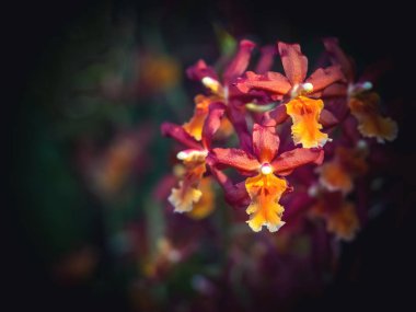 Nadir bulunan bir orkide. Küçük pembe orkidelerden oluşan bir çiçek, Orkide ailesinin bir üyesi (Orchidaceae).