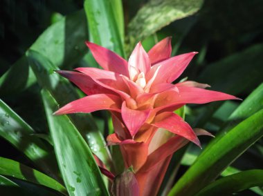 Bromelia ya da pembe Bromelia bitkisi bahçede.